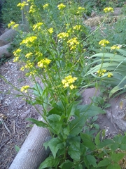Bunias orientalis