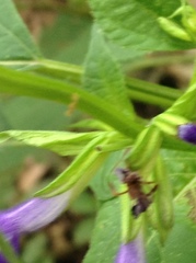 Salvia caudata