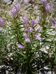 Penstemon lyallii