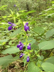 Salvia caudata
