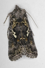 Syngrapha alias