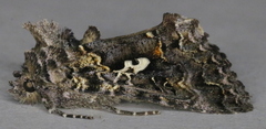 Syngrapha alias