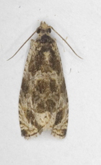 Olethreutes appendiceum