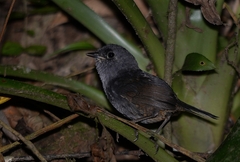 Scytalopus speluncae