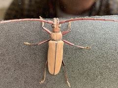 Aegolipton marginale