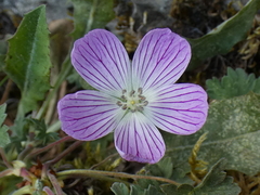 Geranium dolomiticum