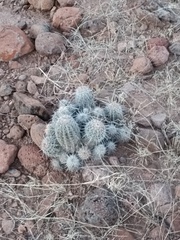 Echinocereus stolonifer tayopensis