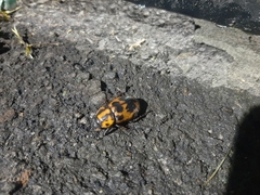 Cyclocephala mafaffa