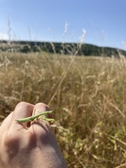 Mantis religiosa