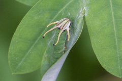 Polyura hebe plautus
