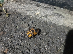 Cyclocephala mafaffa