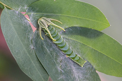 Polyura hebe plautus