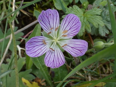Geranium dolomiticum