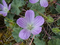 Geranium dolomiticum