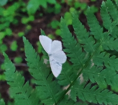 Scopula floslactata