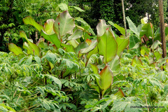 Canna indica