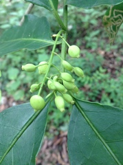 Chiococca pachyphylla
