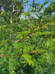 Vachellia campechiana