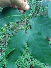 Chiococca pachyphylla