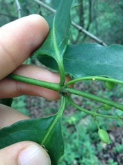 Chiococca pachyphylla