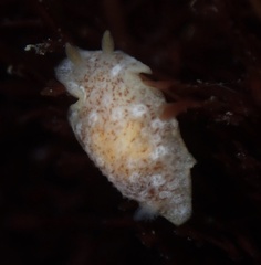 Doriopsilla rowena