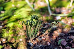 Albuca spiralis
