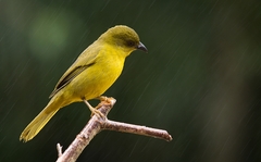 Orthogonys chloricterus