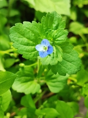 Veronica persica