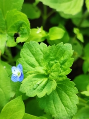 Veronica persica