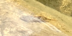 Cottus gobio