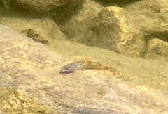 Cottus gobio