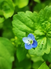 Veronica persica