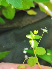 Veronica persica