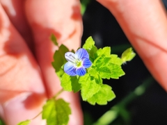 Veronica persica