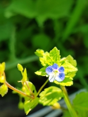 Veronica persica