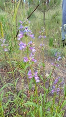 Penstemon peckii