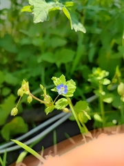 Veronica persica