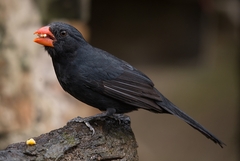 Saltator fuliginosus