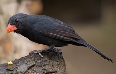 Saltator fuliginosus