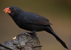 Saltator fuliginosus