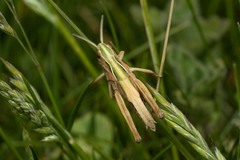 Omocestus viridulus