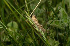 Omocestus viridulus