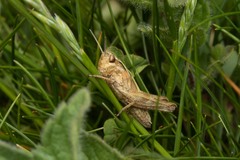 Omocestus viridulus