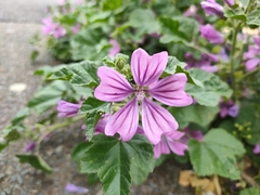 Malva sylvestris