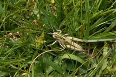 Omocestus viridulus
