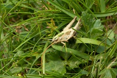 Omocestus viridulus