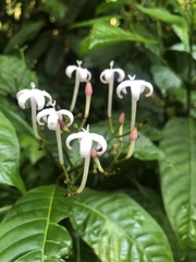 Faramea occidentalis