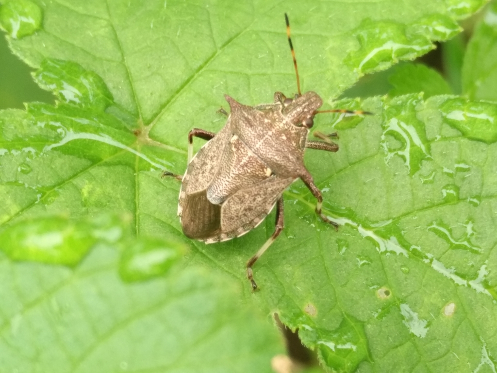 Picromerus lewisi