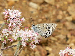 Satyrium behrii