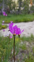 Primula tetrandra